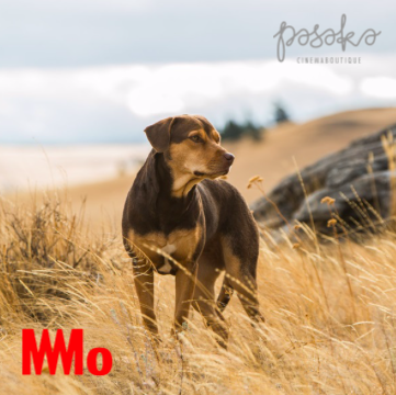 Belos kelionė namo | Kinas | MO muziejus
